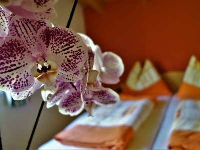 Holiday apartment Holiday home Theresia - Outdoor photo 3