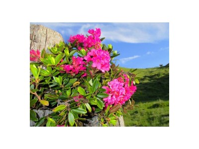 Holiday apartment Holiday home Theresia - Outdoor photo 13