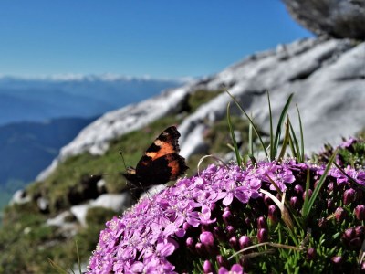 Holiday apartment Holiday home Theresia - Environment photo 54