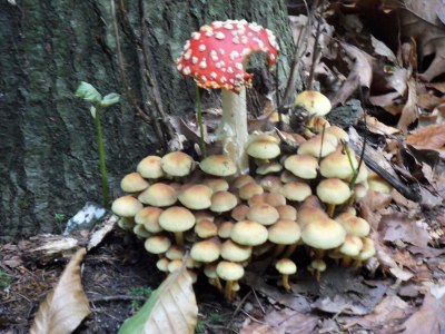 Holiday apartment Ferienappartement Friebel Bad Schandau - Environment photo 12