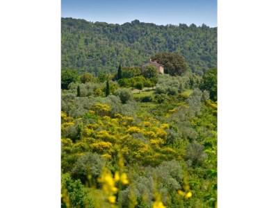 Villa Antonino in Montecatini Val di Cecina - Villa