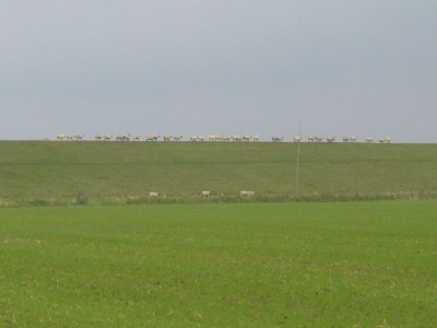 Holiday apartment Strandhafer Friesenresidence - Environment photo 21