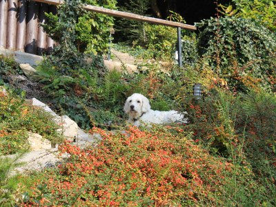 Chalet Sarah - Outdoor photo 6