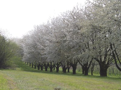 Chalet Sarah - Environment photo 17