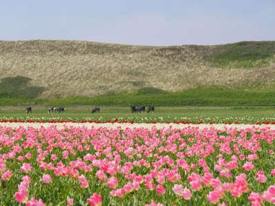 Holiday house The Mees - Environment photo 22