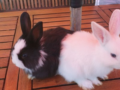 Holiday apartment Residence La Pausa - Environment photo 40