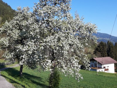 Holiday apartment "Rehsprung" in Haus Fernblick - Outdoor photo 7
