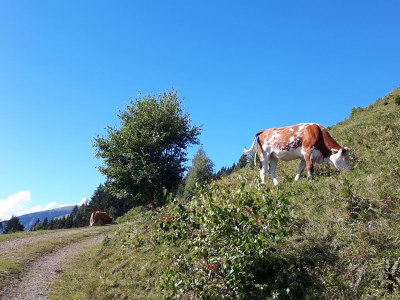 Holiday apartment "Rehsprung" in Haus Fernblick - Environment photo 34