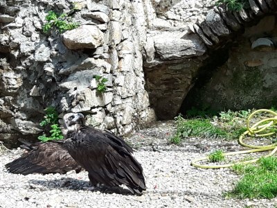 Holiday apartment "Rehsprung" in Haus Fernblick - Environment photo 36
