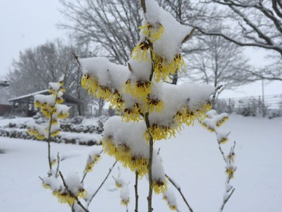 Holiday house 5- Sterne Haus "Fauna" - Environment photo 39