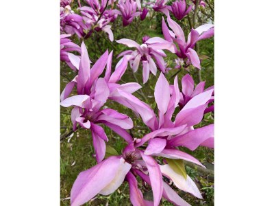 Holiday apartment Schubert on the village pond - Outdoor photo 12