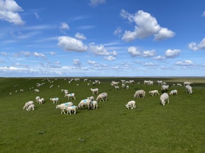 Holiday house Haus Ringelgans - Environment photo 33