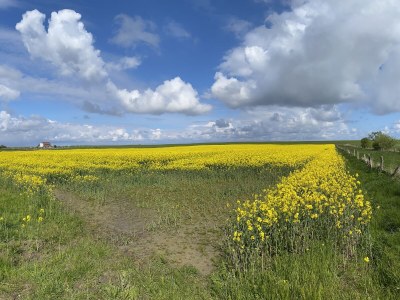 Holiday house Haus Ringelgans - Environment photo 40