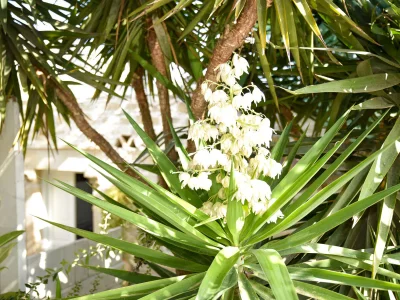 Villa Chrissie-Marie - Outdoor photo 12