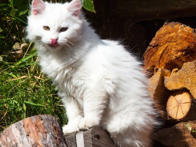 Holiday apartment Pütia - Environment photo 13