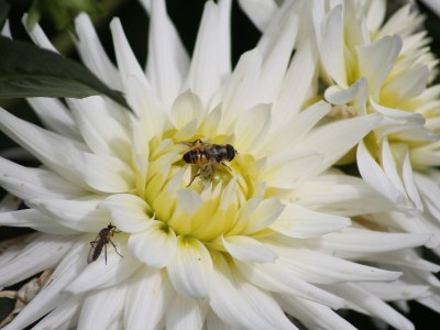 Holiday apartment Pütia - Environment photo 18