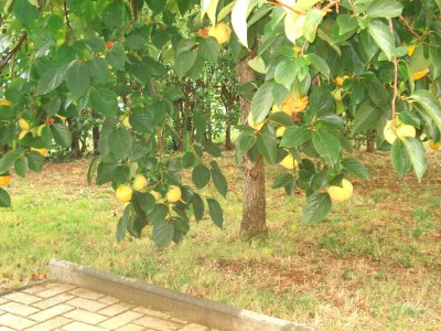 Holiday apartment Natasha - Outdoor photo 19