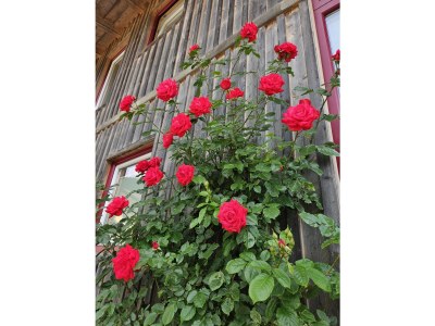 Chalet Steinernes Meer - Outdoor photo 12