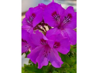 Villa Casa Mirari - Outdoor photo 15