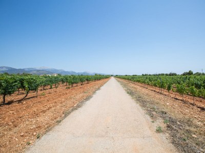 Villa Ca'n Canastro - Environment photo 34