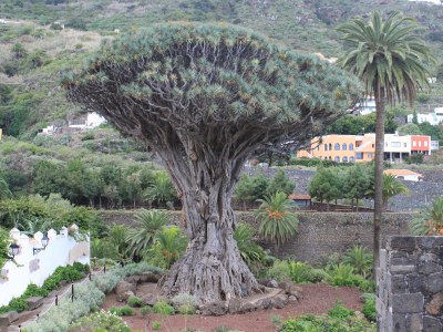 Holiday apartment El Sueno - Environment photo 18