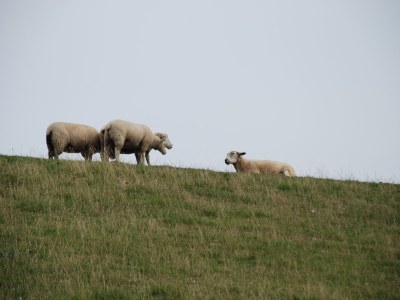 Holiday house Dat Roode Hus 39 - Environment photo 20
