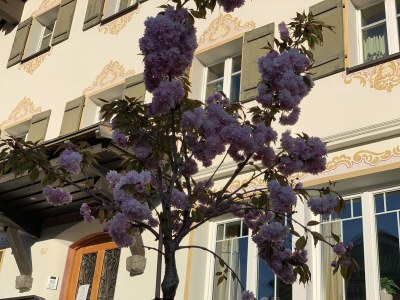 Holiday apartment Penthouse-Walsersuite - Outdoor photo 12