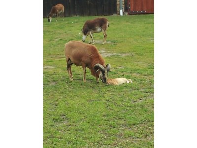 Holiday house Eichberg - Environment photo 11