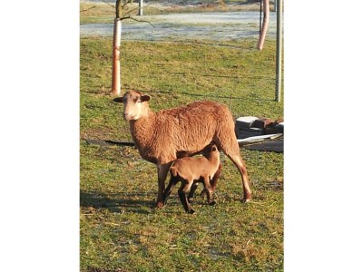 Holiday house Eichberg - Environment photo 12