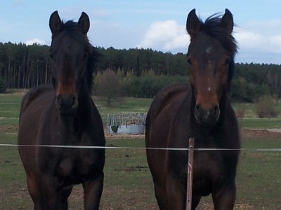 Holiday house Eichberg - Environment photo 14