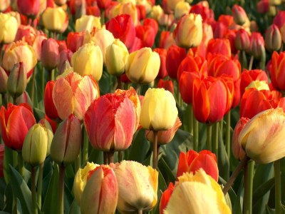 Holiday apartment Proost - Environment photo 27