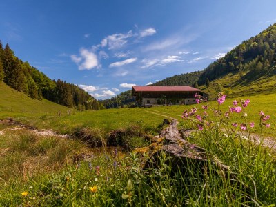 Holiday apartment Schwemmbauer 4 - Environment photo 31