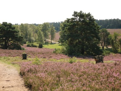 Holiday apartment DAT FALKENHUUS - Environment photo 15