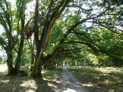 Holiday apartment DAT FALKENHUUS - Environment photo 16