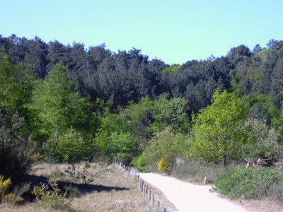 Chalet Zijpersluis II Chalet 70 - Environment photo 13