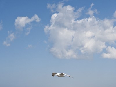 Chalet Zijpersluis II Chalet 70 - Environment photo 14