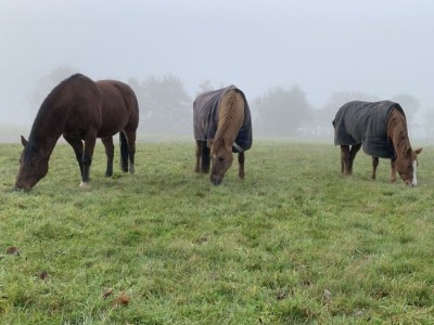 Holiday apartment No. 2 on the Doose Hof - Environment photo 24