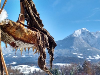 Holiday apartment Haus Jakob 2 - Outdoor photo 9