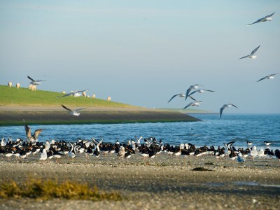 Apartment Amelander Kaap - Environment photo 10