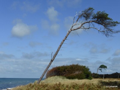 Holiday apartment Angelika's Apartment Prerow - Environment photo 14