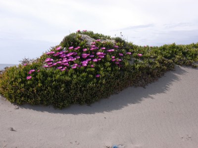 Holiday house Casa Corbezzolo - Environment photo 25