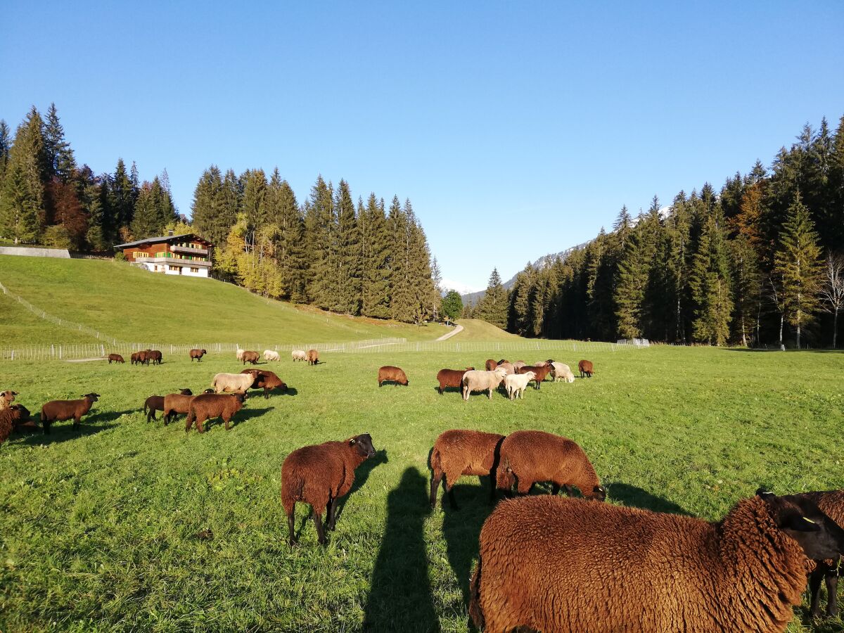 Holiday apartment Ifen in Haus Wimmer - Outdoor photo 5