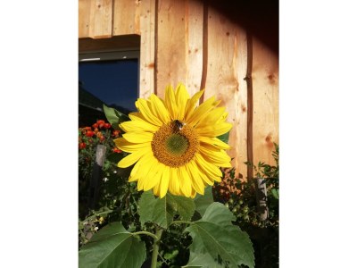 Holiday apartment Ifen in Haus Wimmer - Outdoor photo 7