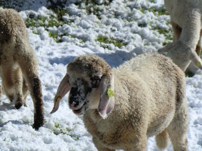 Holiday apartment Ifen in Haus Wimmer - Environment photo 29