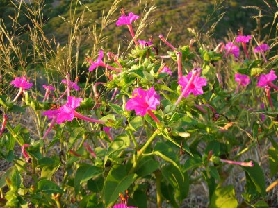 Holiday house Little Oasis - Environment photo 15