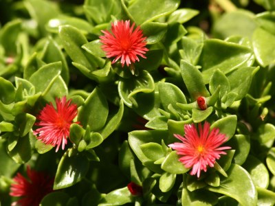 Holiday house Little Oasis - Environment photo 17