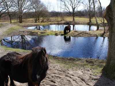 Holiday house Seestern - Environment photo 28