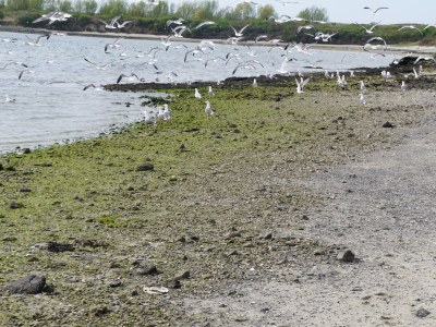 Holiday house Seestern - Environment photo 33