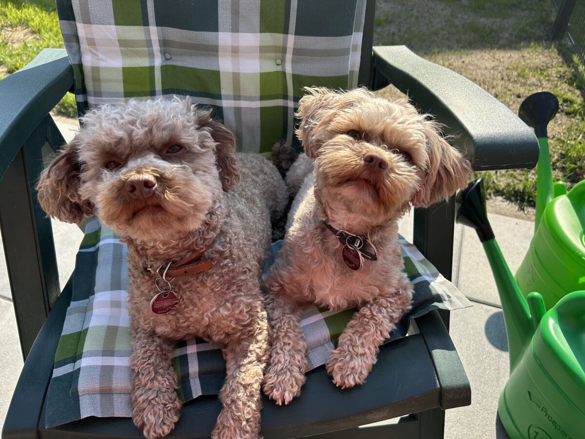 Holiday house Ferienhaus Hooksiel - Outdoor photo 5