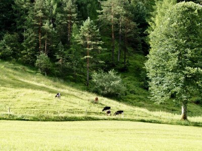 Chalet Bergwiesenhof - Outdoor photo 6